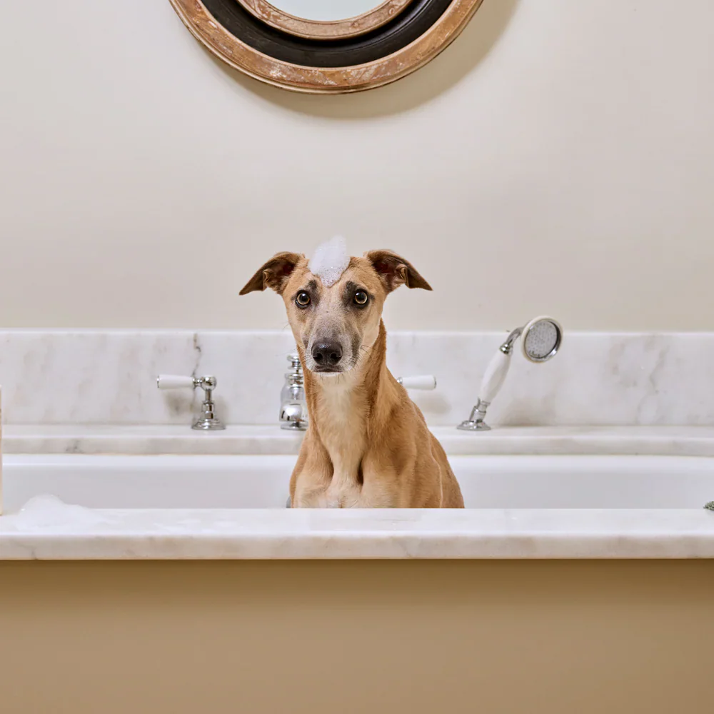 Bramley Digby Dog Wash - Image 2
