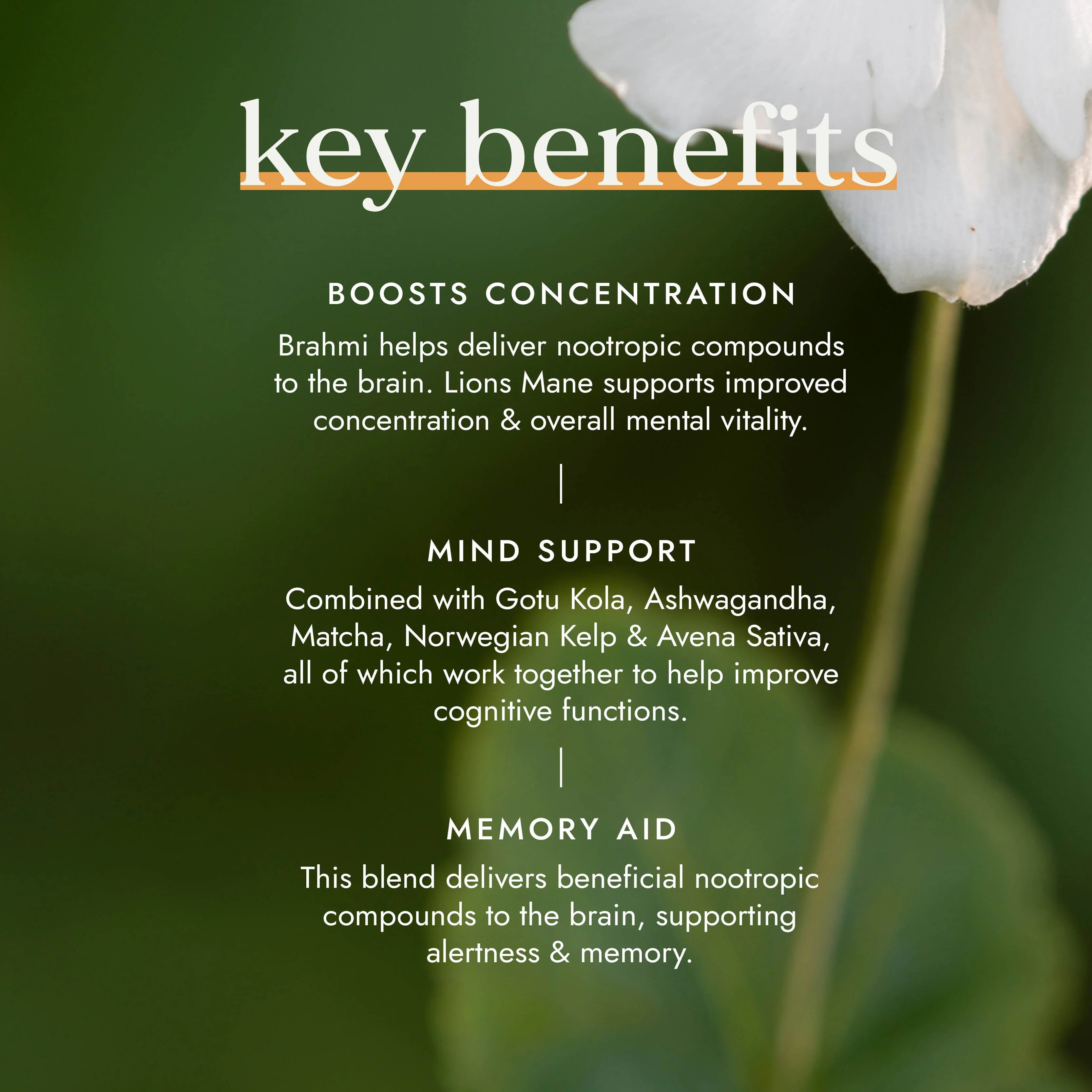 Fushi Nootropic Brain Blend - Image 2