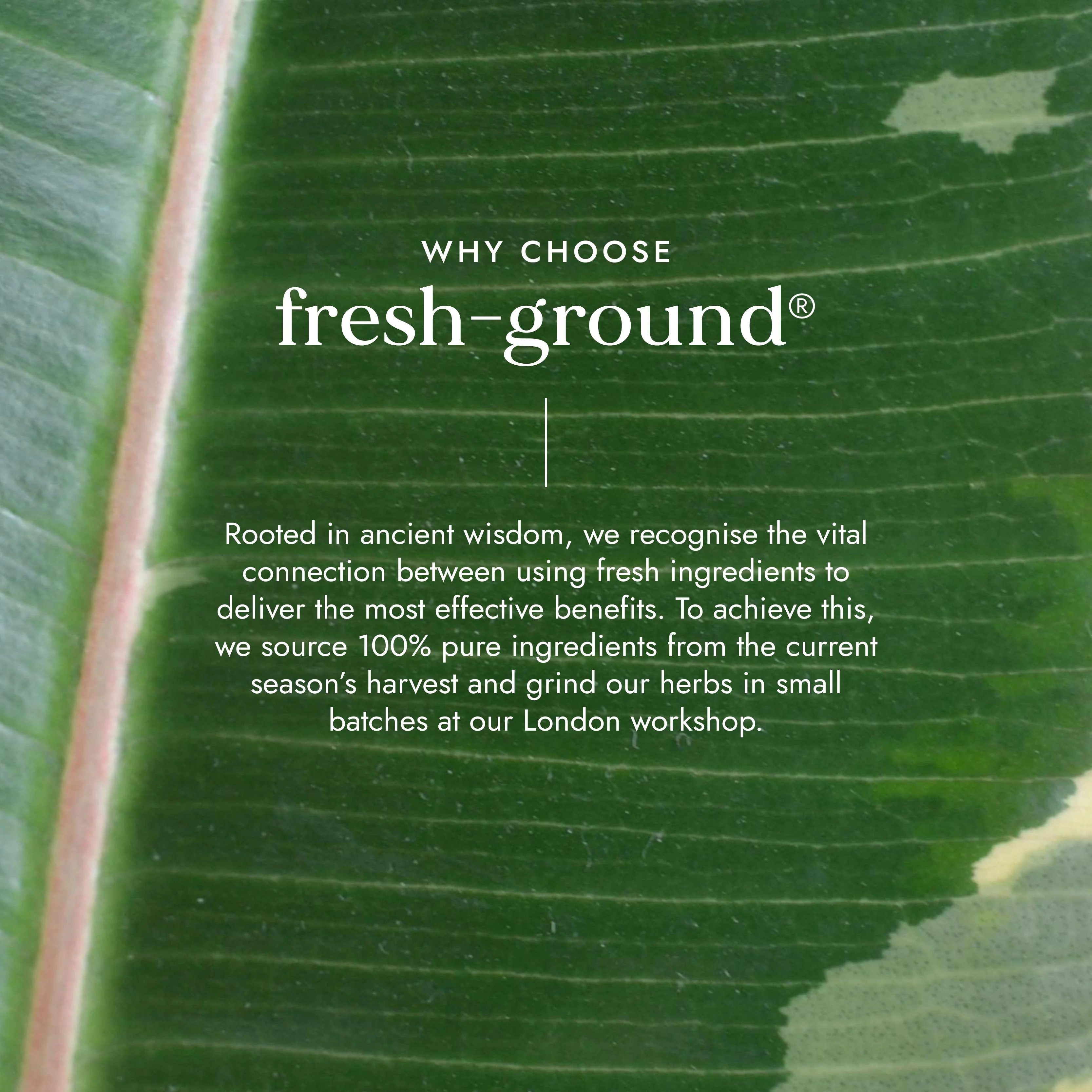 Fushi Organic Neem Leaf - Image 5
