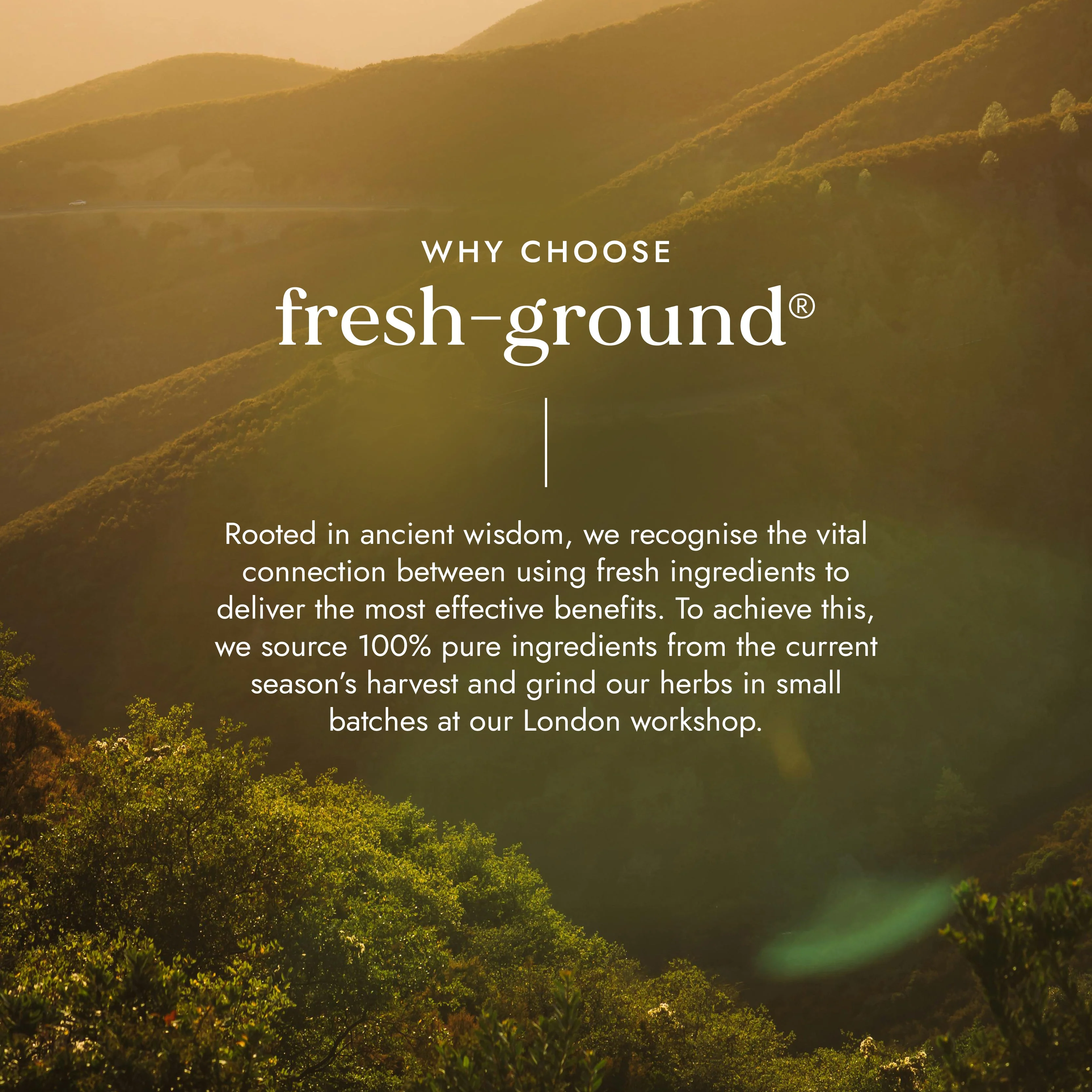 Fushi Organic Reishi Mushroom - Image 3