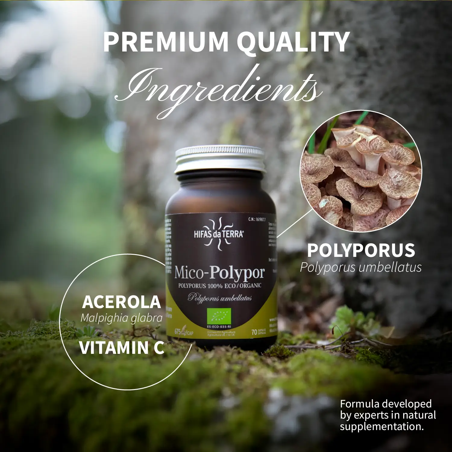 Hifas da Terra Mico-Polypor - Image 4