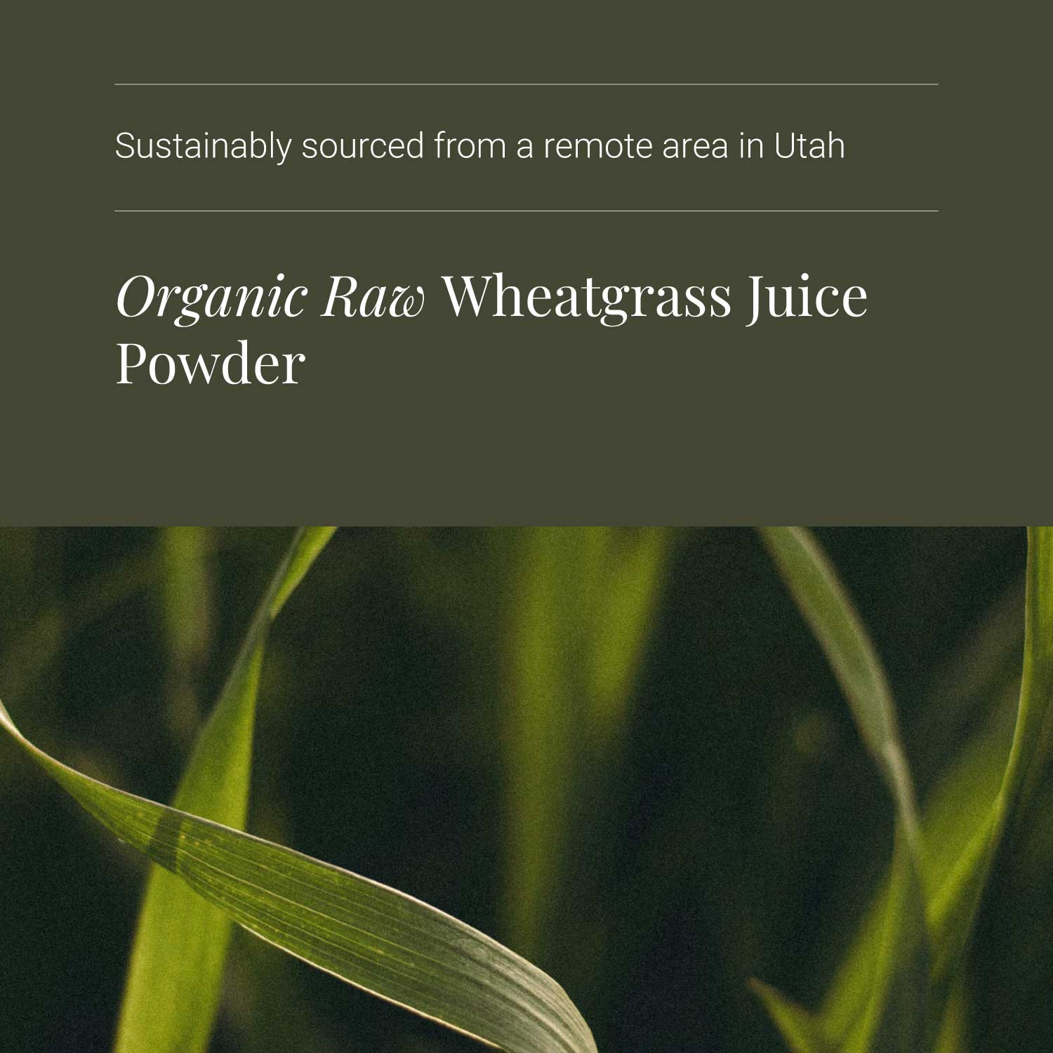 KIKI Health Organic Wheatgrass Juice Powder - Image 4