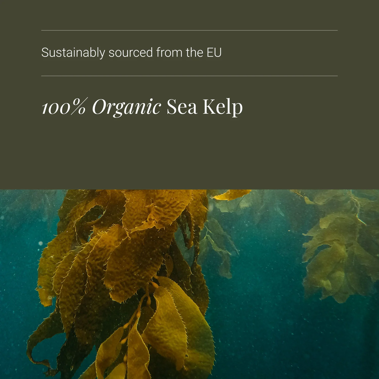 KIKI Health Organic Sea Kelp Vegicaps - Image 4