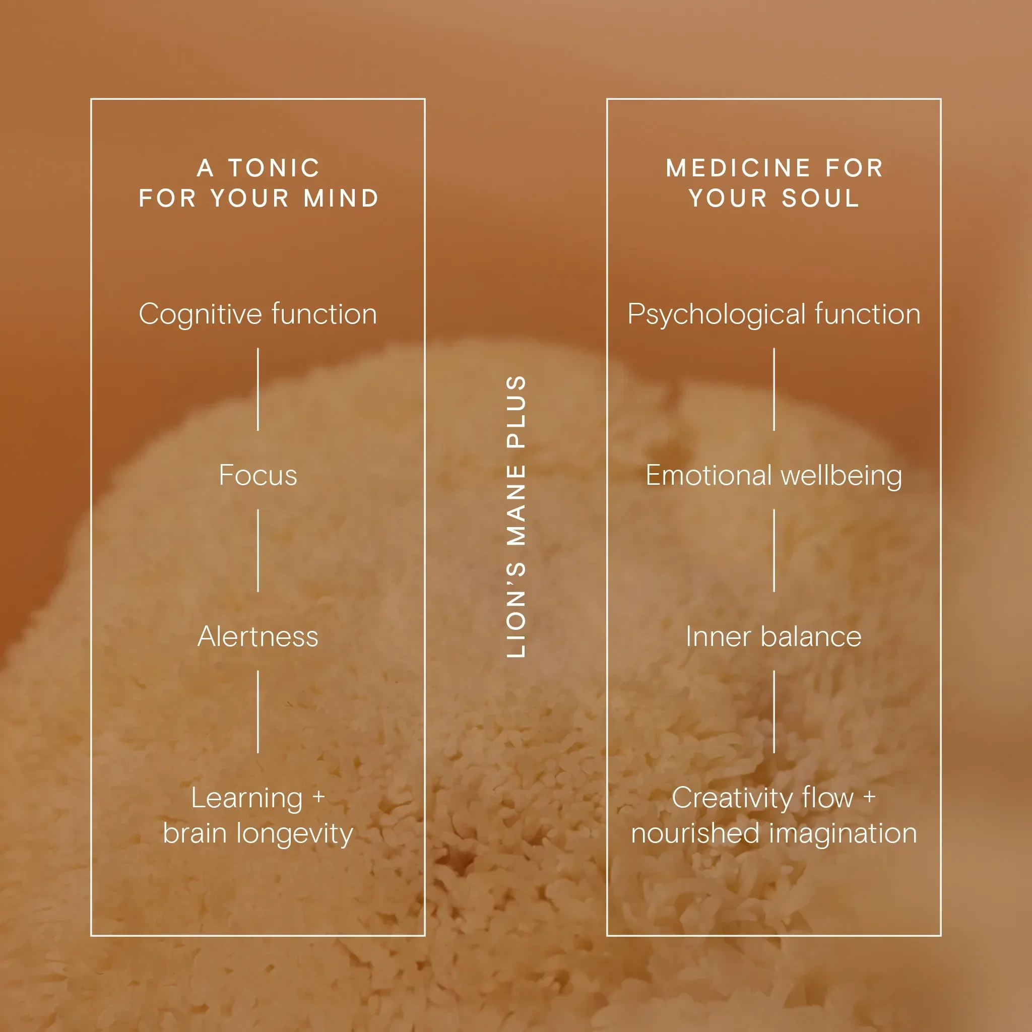 Wild Nutrition Lion's Mane Plus - Image 4