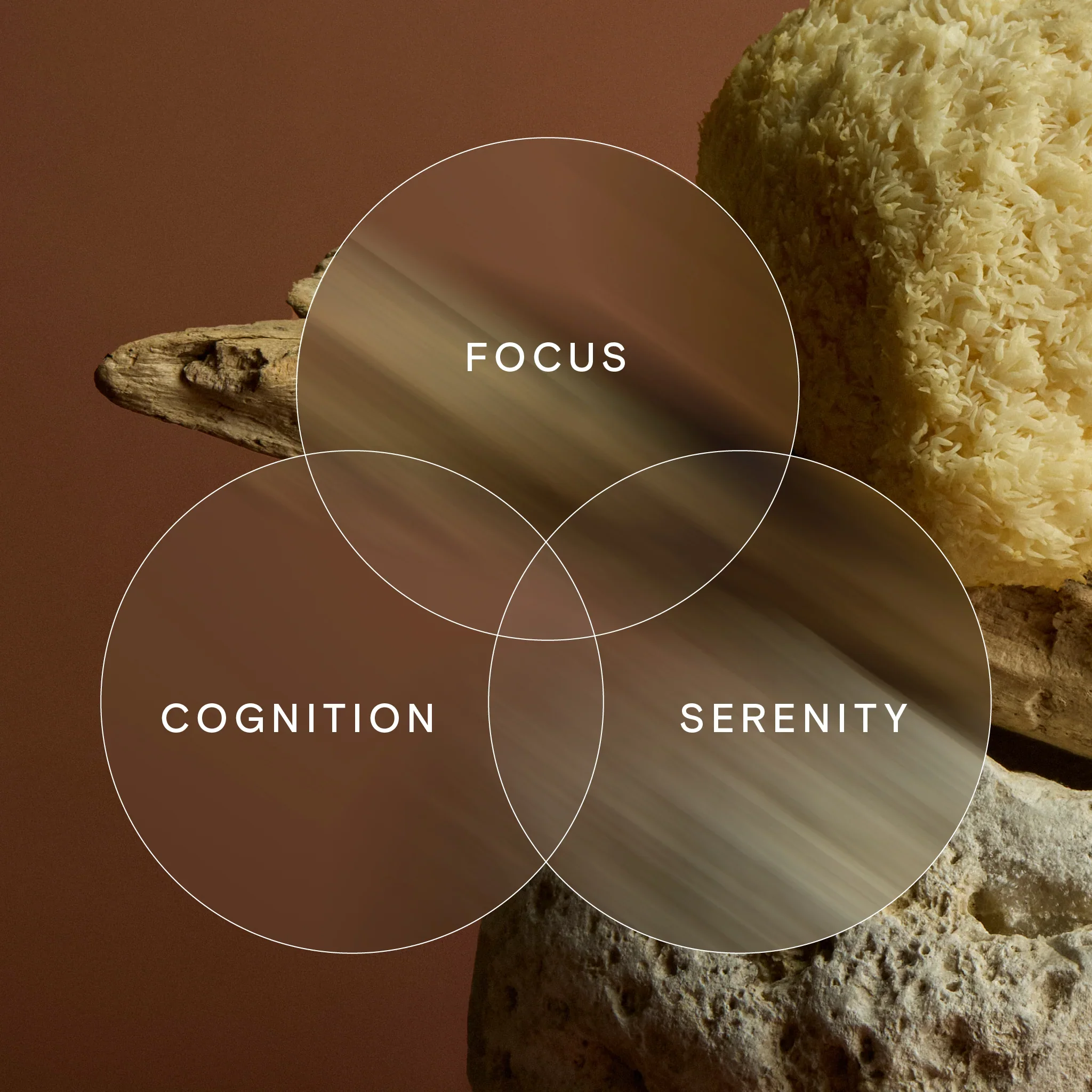 Wild Nutrition Lion's Mane Plus - Image 6